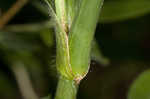 Zigzag spiderwort
